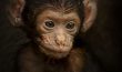 Jeune macaque de Barbarie
