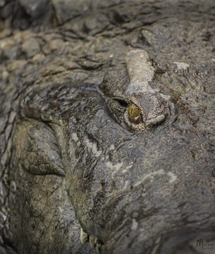 La Ferme aux crocodiles