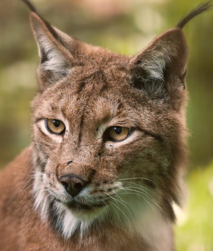 Lynx