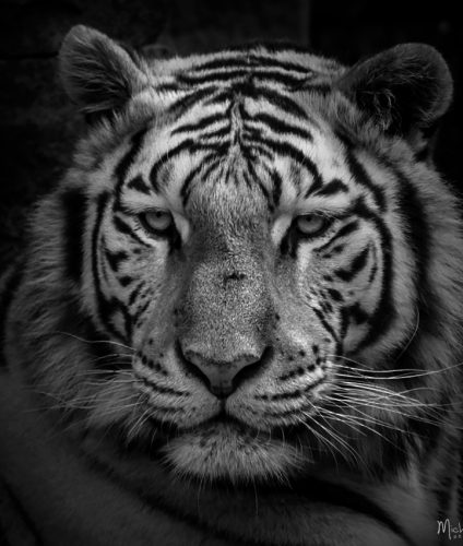 Tigre blanc